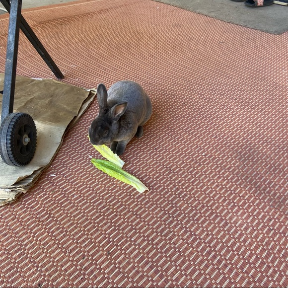 🐰🐈‍⬛🥬🪴Pets eatting + playing 
June 2022 from Arizona Update 2025🥳💝 - Picture 2 of 13